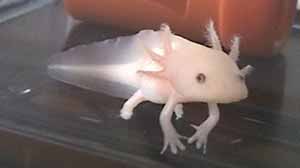 水カビ?